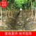 俄罗斯8号樱桃苗品种纯正基地直发死苗补发