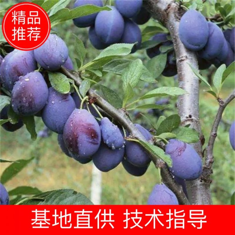 西梅李子苗现挖现发基地发货品种纯正死苗补发