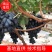 甜蜜蓝宝石葡萄苗现挖现发基地直供死苗补发