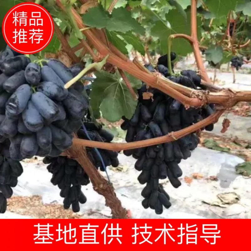 甜蜜蓝宝石葡萄苗现挖现发基地直供死苗补发