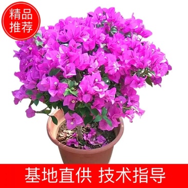 自产自销大量上市花圃紫色红色三角梅欢迎选购