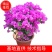 自产自销大量上市花圃紫色红色三角梅欢迎选购