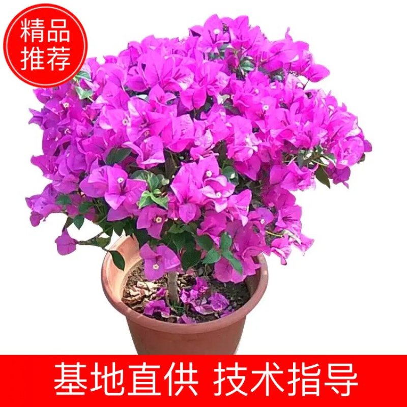 自产自销大量上市花圃紫色红色三角梅欢迎选购