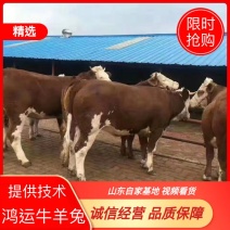 【推荐】肉牛牛犊品种齐全山东自家基地视频看货