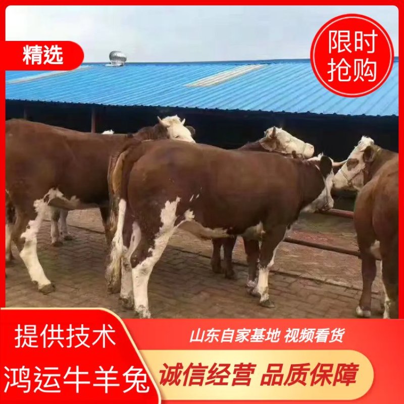 【推荐】肉牛牛犊品种齐全山东自家基地视频看货