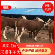 【货到付款】山东肉牛西门塔尔【一头】视频