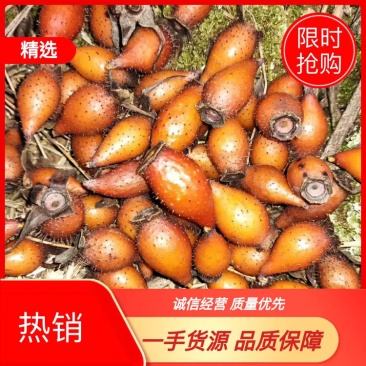 【品质推荐】晚期成熟金樱子去毛鲜货主做批发价格可谈