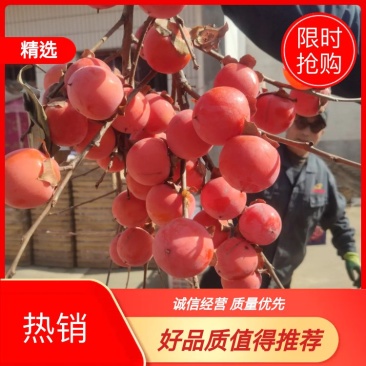 【产地直供】陕西火晶柿子窝蜜火罐柿子一件代发微商团购直供