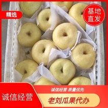 实力品质砀山酥梨大量上市口感脆甜汁多糖度高欢迎前来选购。