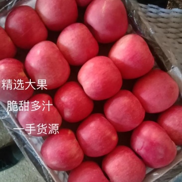 寒富苹果大量有货，辽宁苹果，辽宁寒富辽阳寒富