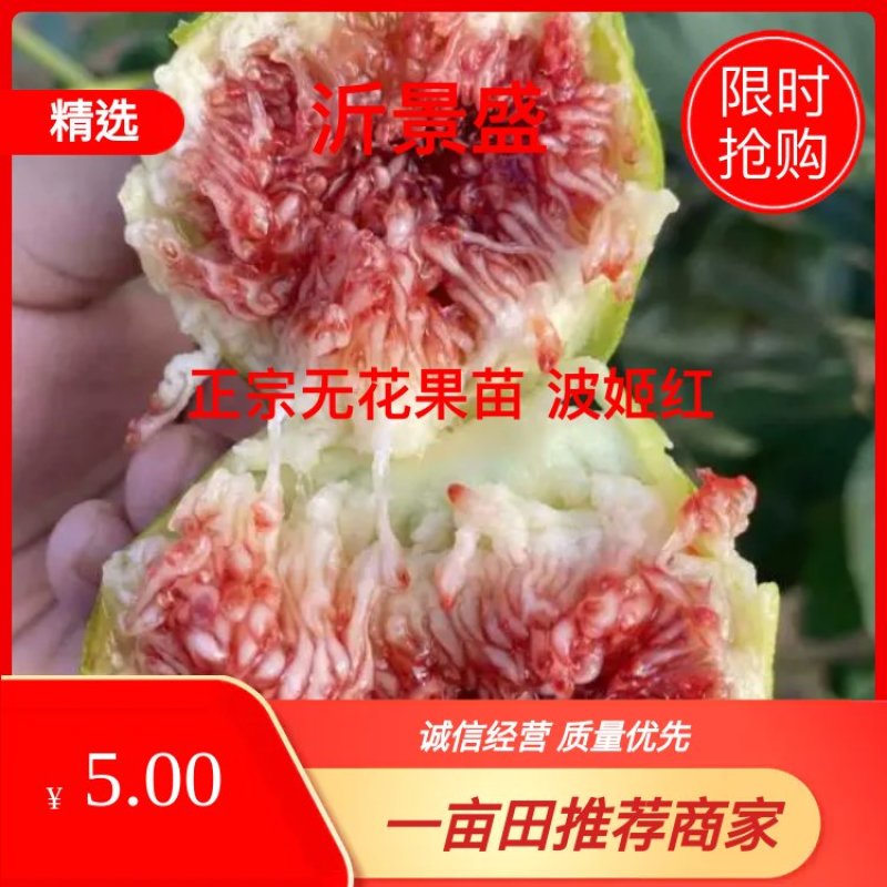 波姬红无花果苗，口感极甜，产量高，包成活包运费包对版
