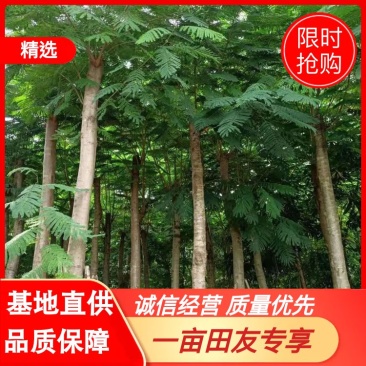 出售大量凤凰木15公分袋子苗，有需要的老板联系