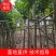 出售袋苗8公分芒果树，还有5-15公分，需要的老板联系