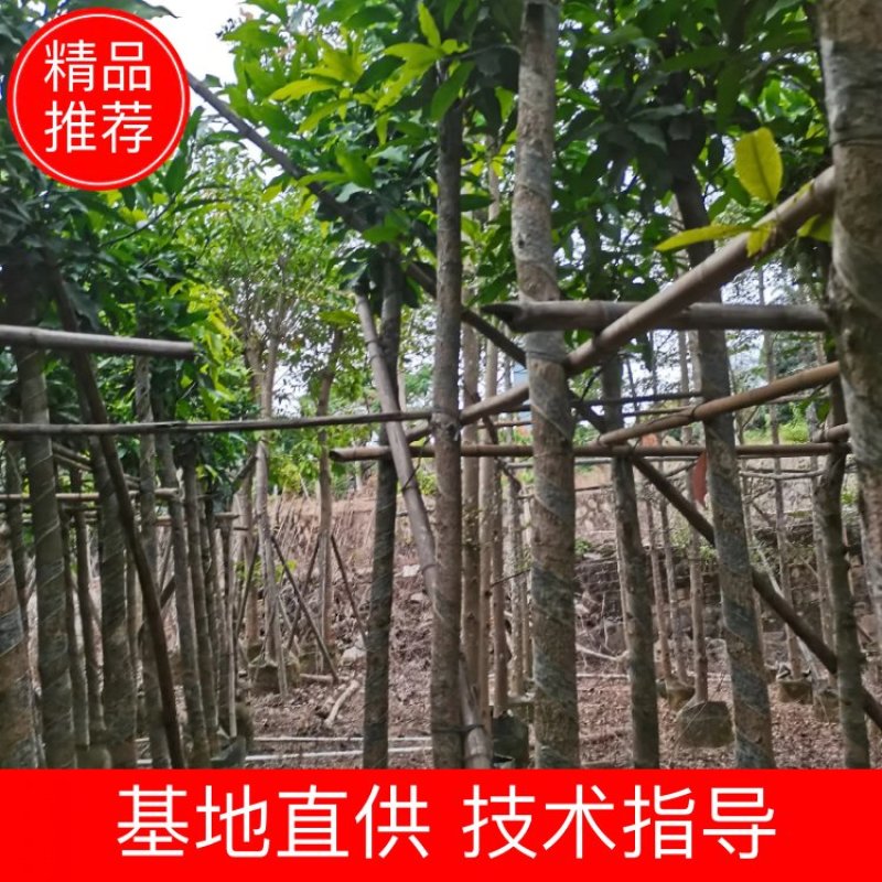 出售袋苗8公分芒果树，还有5-15公分，需要的老板联系