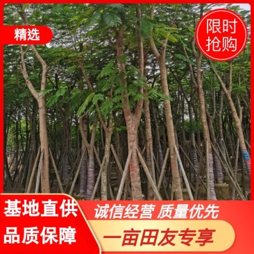 出售大量凤凰木小,中,大袋苗,5-30公分,需要老板联系