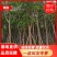 出售大量凤凰木小,中,大袋苗,5-30公分,需要老板联系