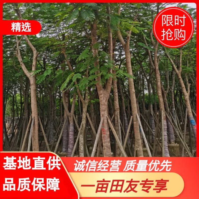 出售大量凤凰木小，中，大袋苗，5-30公分，需要老板联系