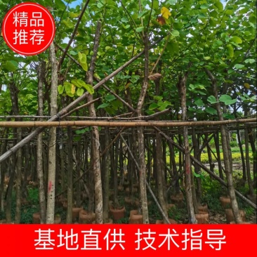 出售4-8公分红花紫荆,需要的老板联系,奇待与您共赢