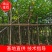 出售4-8公分红花紫荆,需要的老板联系,奇待与您共赢