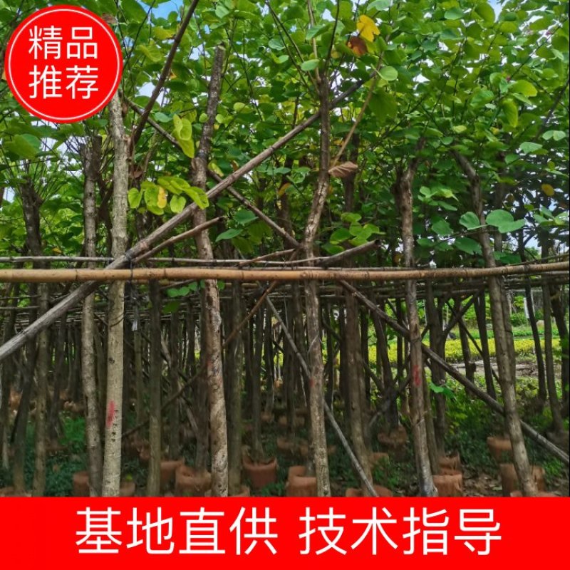 出售4-8公分红花紫荆，需要的老板联系，奇待与您共赢
