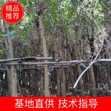 出售高山榕袋苗8-15公分,需要的的老板联系
