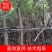 出售高山榕袋苗8-15公分,需要的的老板联系