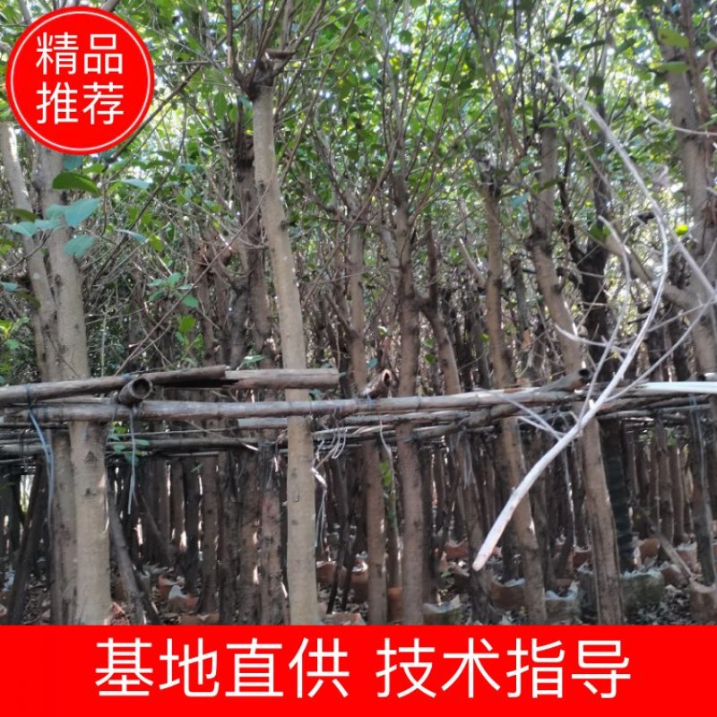出售高山榕袋苗8-15公分，需要的的老板联系