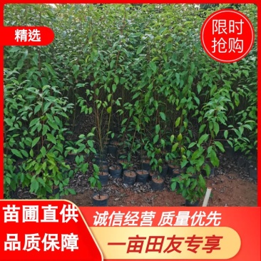 出售香樟小杯袋，中杯袋子，高50-200