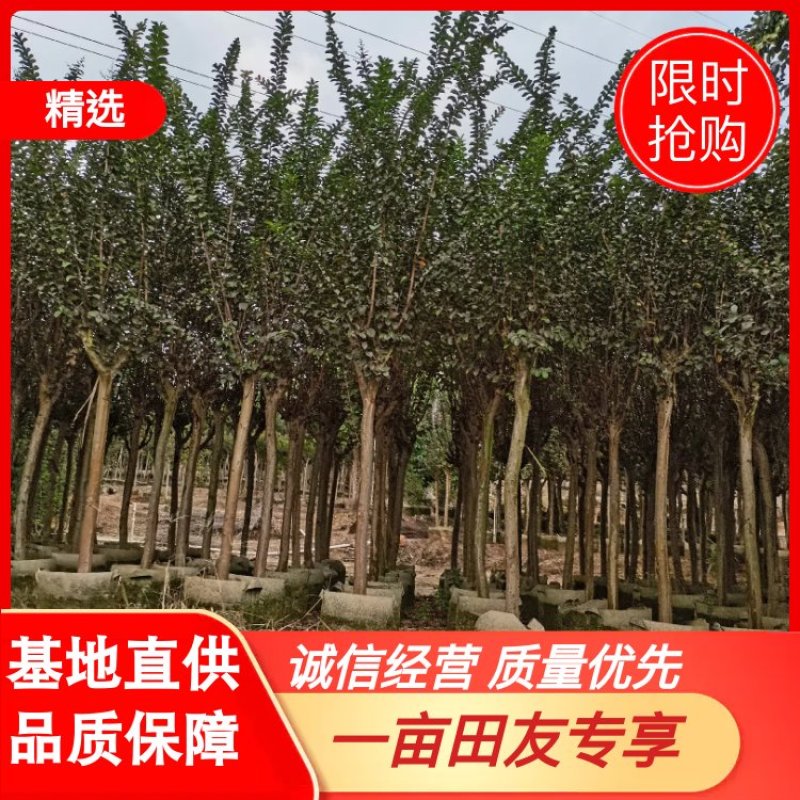 2020.10.29出售小叶紫薇3-8公分