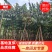 2020.10.29日出售大叶紫薇3-15公分