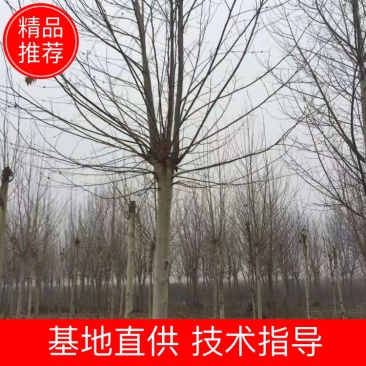 法桐8公分法桐10公分法桐12公分基地量大法桐15公分