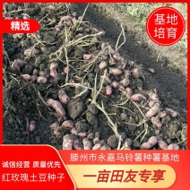 红玫瑰土豆种子适合任何地区种植经济效益高