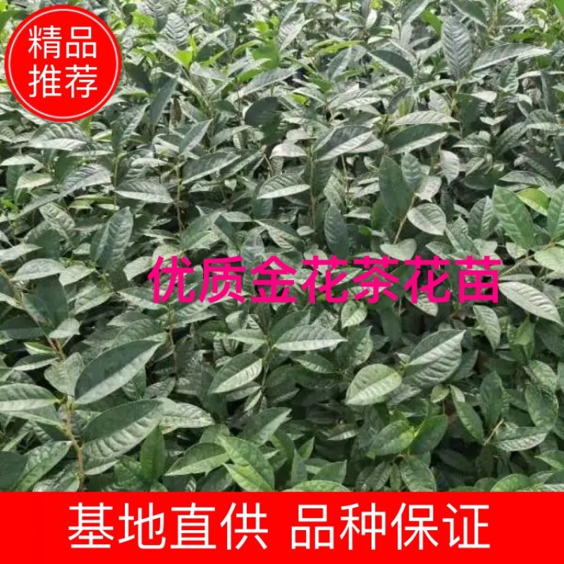 金花茶花苗产地批发颜色靓丽规格齐全视频看货
