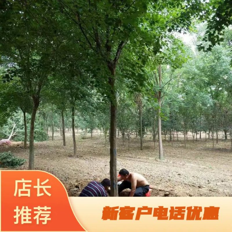 精品枫树三角枫基地五角枫产地货源充足可视频