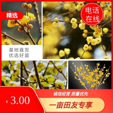 [推荐]腊梅1—10公分规格全基地24小时在线提技术