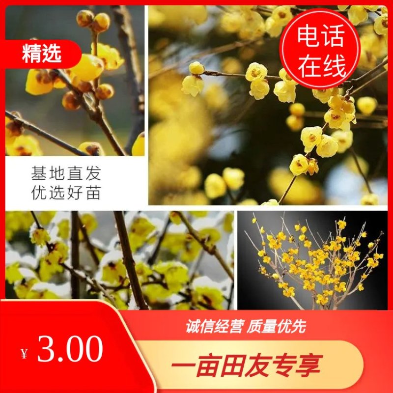 [推荐]腊梅1—10公分规格全基地24小时在线提技术