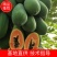 红肉水果木瓜苗当年种植当年结果量大从优欢迎下单选购