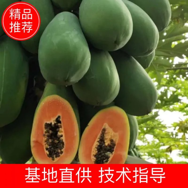 红肉水果木瓜苗当年种植当年结果量大从优欢迎下单选购