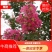 速生紫薇，红叶紫薇春季为红色量大从优