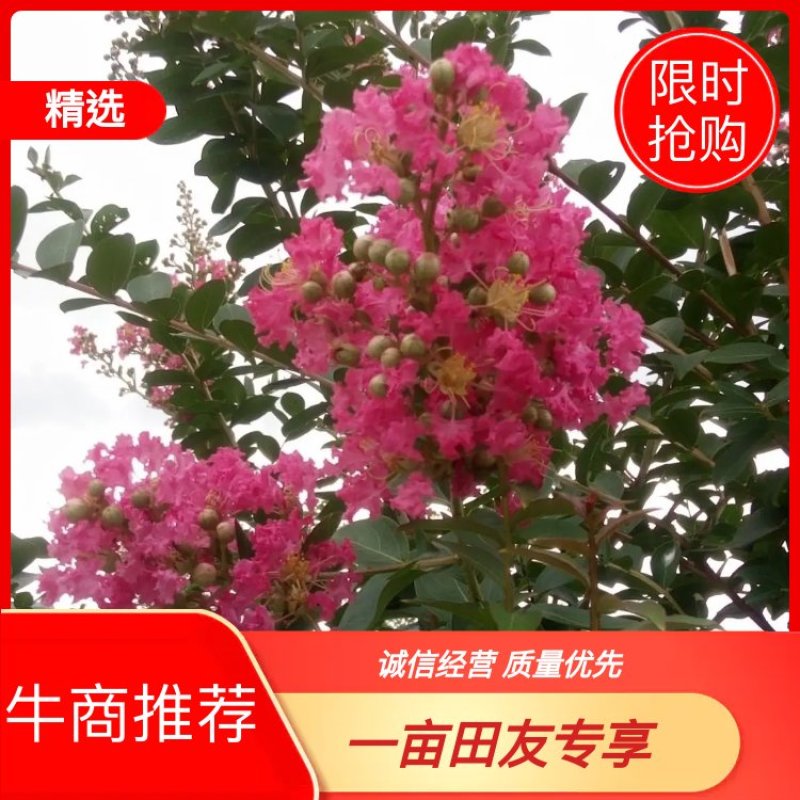 速生紫薇，红叶紫薇春季为红色量大从优