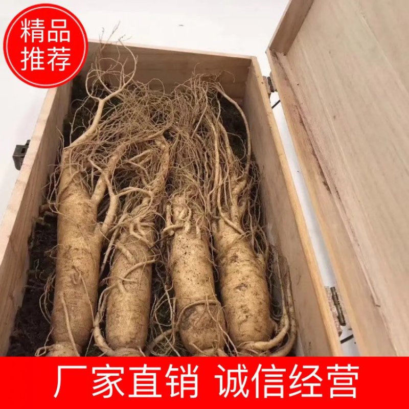 人参长白山人参东北特产5棵一斤产地直销欢迎采购
