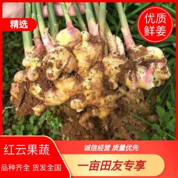 鲜姜产地批发优质鲜姜大量上市货源充足全国发货
