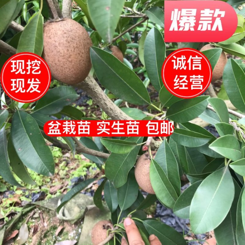 人心果苗杯苗盆栽苗实生苗包邮