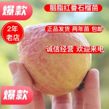 胭脂红番石榴苗正品发货两年苗包邮