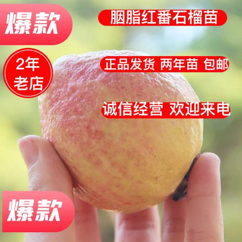 胭脂红番石榴苗正品发货两年苗包邮