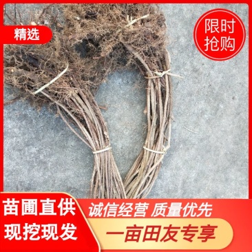 五味子苗4年以上优质大苗，成活率高，挂果早，口感好