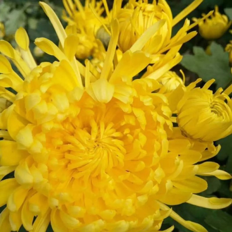 【精选】菊花苗包成活基地直发，一手货源，品种繁多，欢迎采
