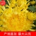 【精选】菊花苗包成活基地直发，一手货源，品种繁多，欢迎采