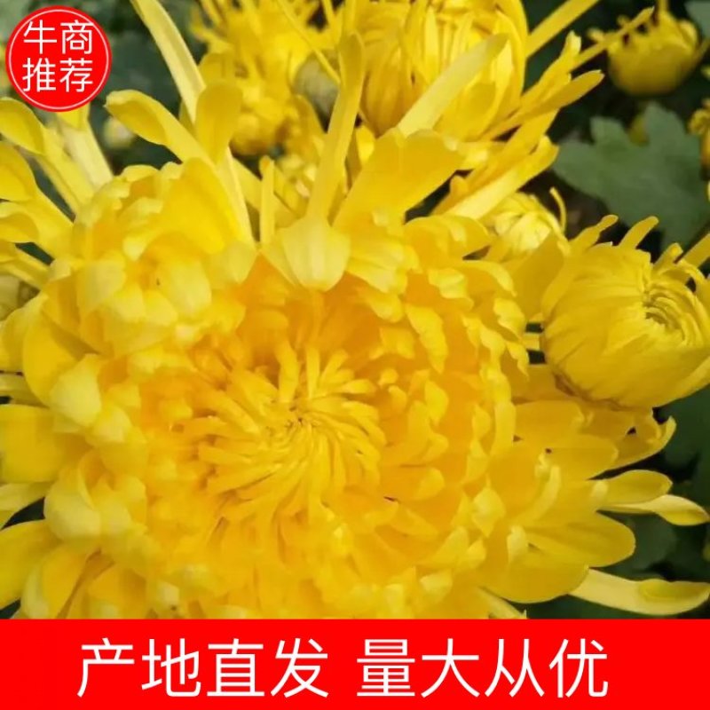 【精选】菊花苗包成活基地直发，一手货源，品种繁多，欢迎采