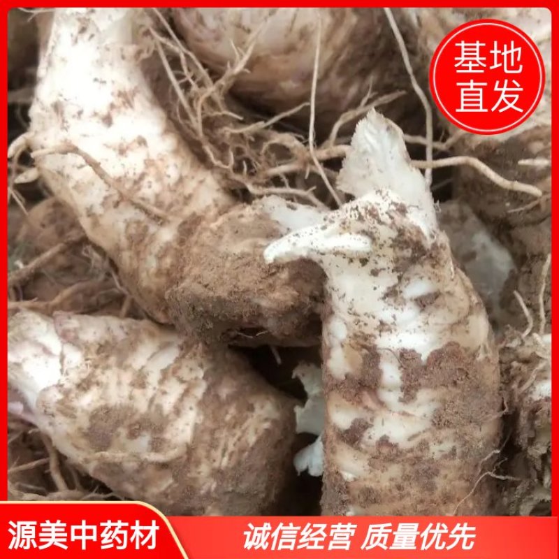玄参芽改良玄参芽子包成活基地直发签订回收合同
